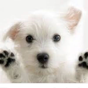 Meet your Posher, Fatima